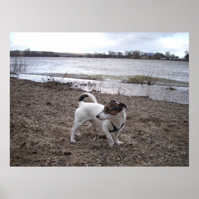 Póster Capo von Oppenheim, perro Jack Russell Terrier (Frente)