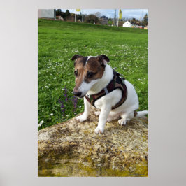 Póster Capo von Oppenheim, perro Jack Russell Terrier