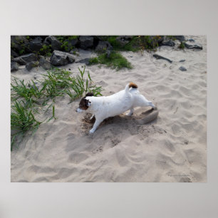Póster Capo von Oppenheim, perro Terrier Jack Russell