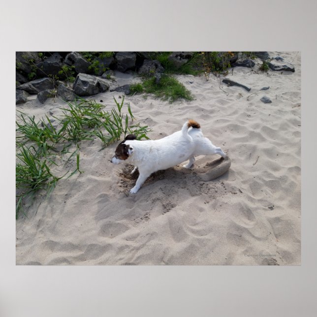 Póster Capo von Oppenheim, perro Terrier Jack Russell (Frente)