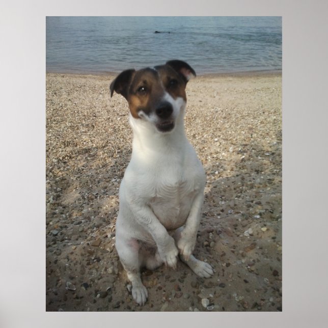 Póster Capo von Oppenheim, perro Terrier Jack Russell (Frente)
