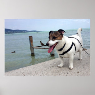 Póster Capo von Oppenheim, perro Terrier Jack Russell
