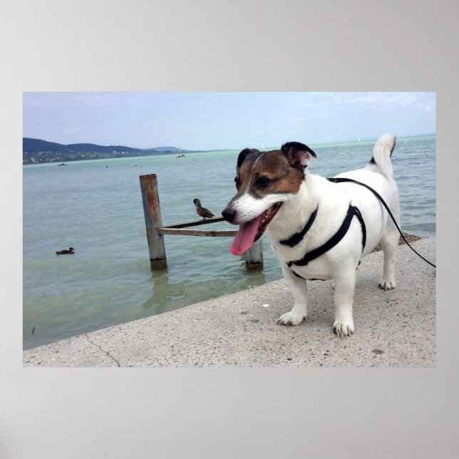 Póster Capo von Oppenheim, perro Terrier Jack Russell (Frente)
