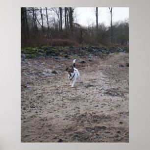 Póster Capo von Oppenheim, perro Terrier Jack Russell