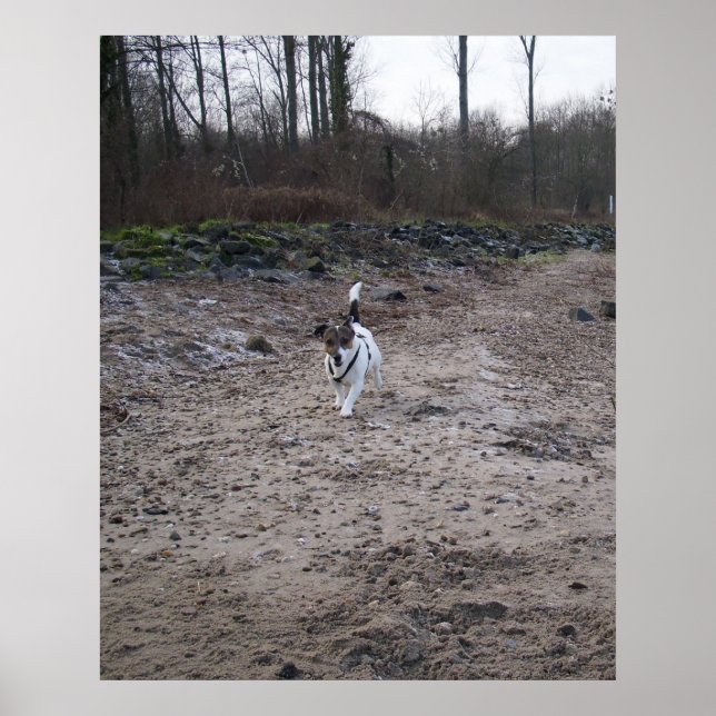 Póster Capo von Oppenheim, perro Terrier Jack Russell (Frente)