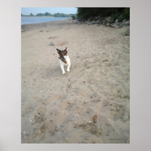 Póster Capo von Oppenheim, perro Terrier Jack Russell