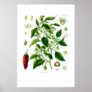 Póster Capsicum annuum