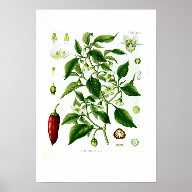 Póster Capsicum annuum (Frente)