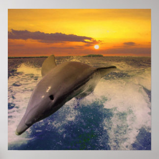 Póster Captiva Dusk