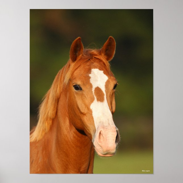 Póster Captura de cabeza de castaño de Oldenburg Cross We (Frente)