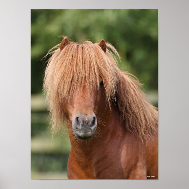 Póster Captura de cabeza de Chestnut Shetland Pony Stalli (Frente)