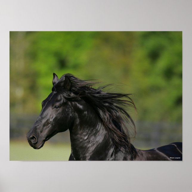Póster Captura de cabeza de Stallion de caballo frisón ne (Frente)