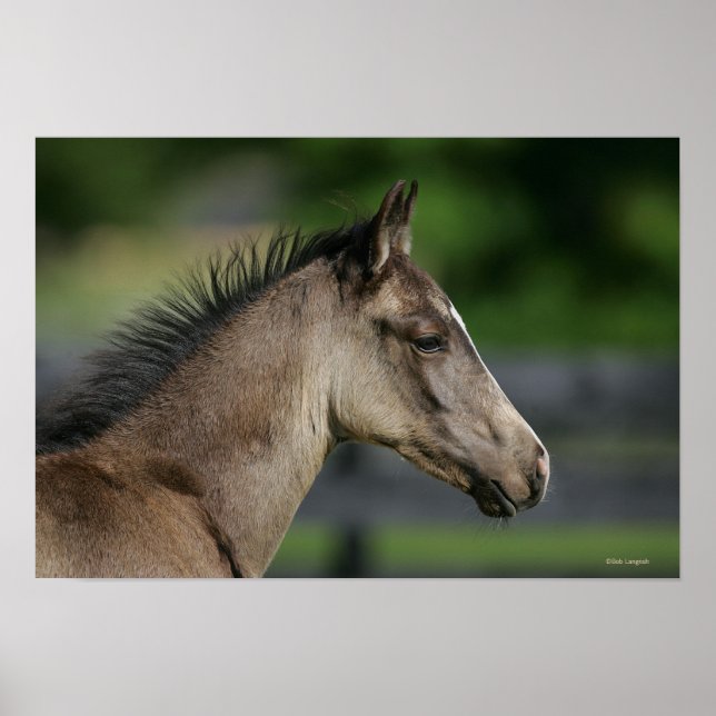 Póster Captura de cabeza de ternera en cuarto de caballo (Frente)
