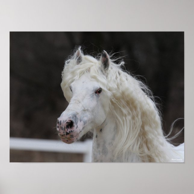 Póster Captura de cabeza del Stallion Friesiano de Bob La (Frente)