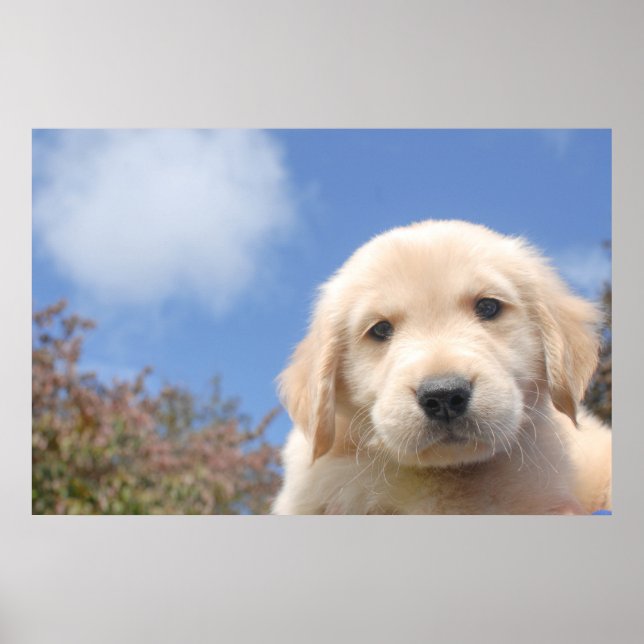 Póster Captura de cierre de un adorable cachorro recupera (Frente)