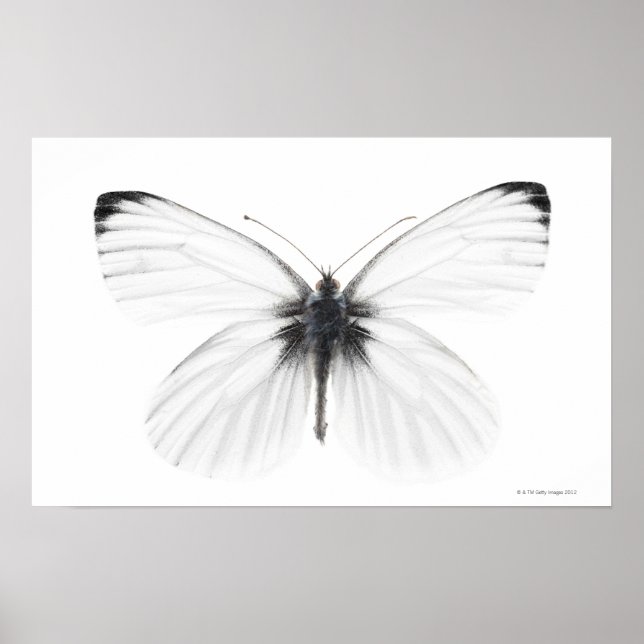 Póster Captura de estudio de una mariposa blanca con vena (Frente)
