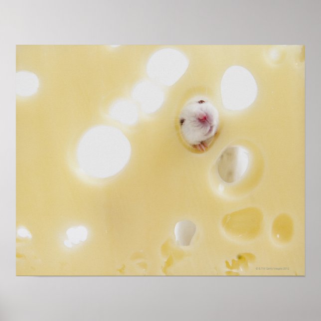 Póster Captura de estudio del ratón blanco mirando a trav (Frente)