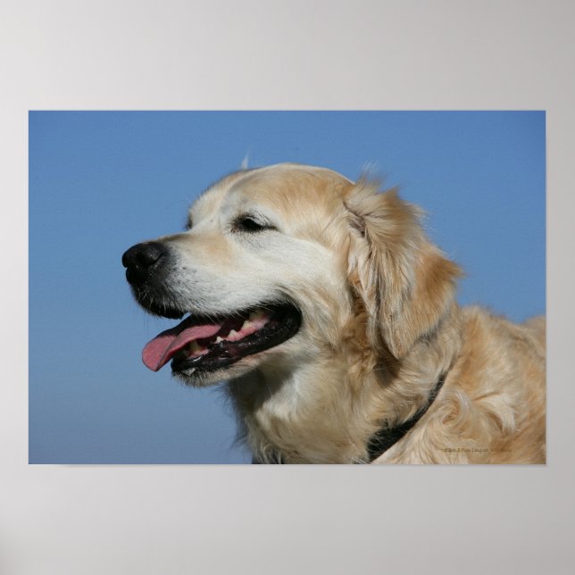 Póster Captura de pantalla de Golden Retriever 4 (Frente)