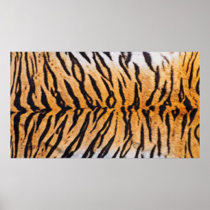 Póster Captura de pantalla del verdadero tigre indochino 