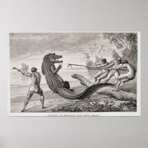 Póster Captura de un lagarto con lazo