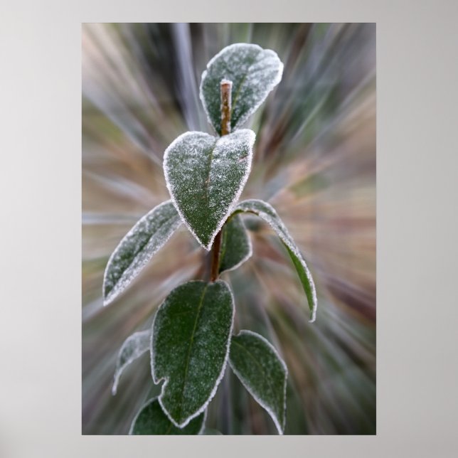 Póster capturado por la escarcha (Frente)