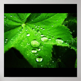 Póster Capturar la lluvia