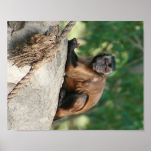 Póster Capuchin Monkey Cul pero Cranky