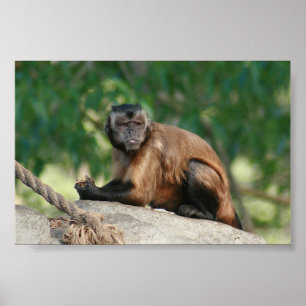 Póster Capuchin Monkey Cul pero Cranky