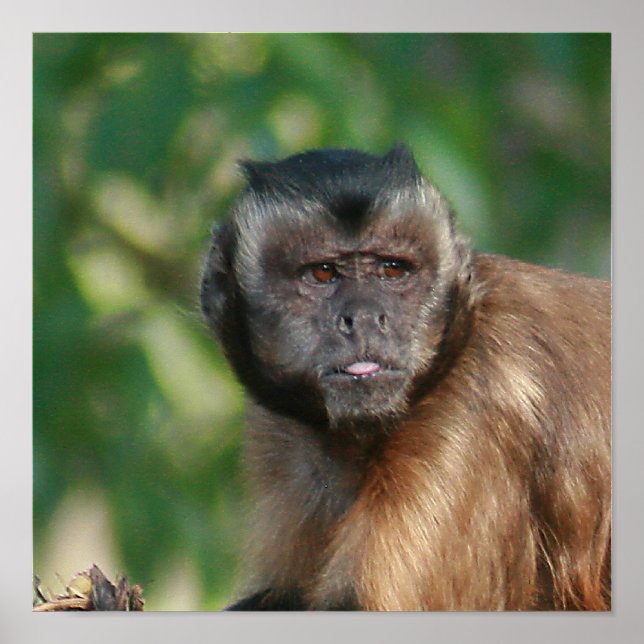 Póster Capuchin Monkey Cul pero Cranky (Frente)
