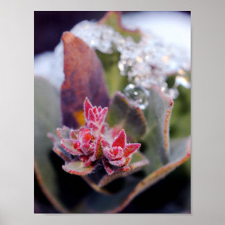 Póster Capullo de flor