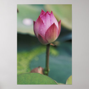 Póster Capullo de flor de loto, Hangzhou, provincia de Zh