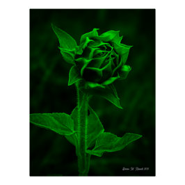 Póster "Capullo de girasol"