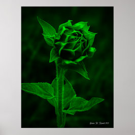Póster "Capullo de girasol" 