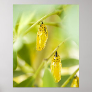 Póster Capullo de la mariposa de papel de la cometa,