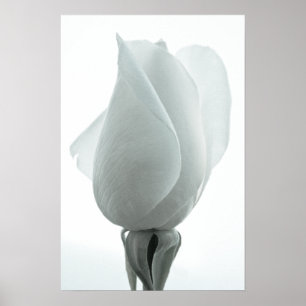 Póster Capullo de rosa blanca ... cartel