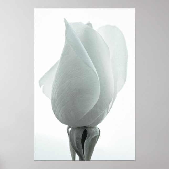 Póster Capullo de rosa blanca ... cartel (Frente)