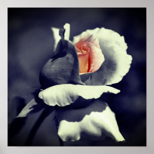 Póster Capullo de rosa melocotón negro y blanco con color