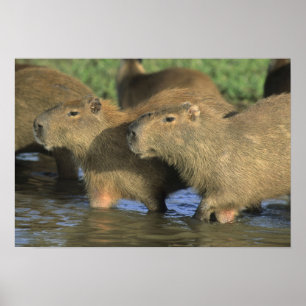 Póster Capybara, Hydrochaeris hydrochaeris), del mundo