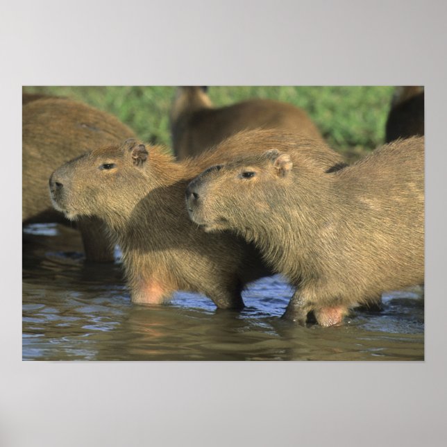 Póster Capybara, Hydrochaeris hydrochaeris), del mundo (Frente)