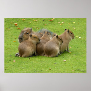 Póster Capybaras