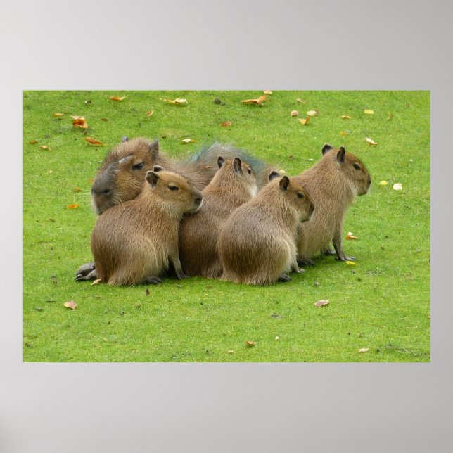 Póster Capybaras (Frente)