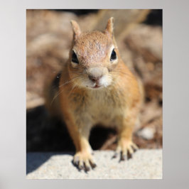 Póster Cara de ardilla