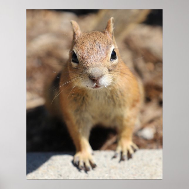 Póster Cara de ardilla (Frente)