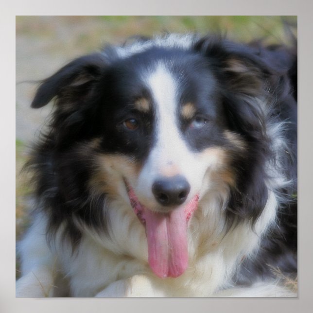 Póster Cara de Border Collie Tri Color (Frente)