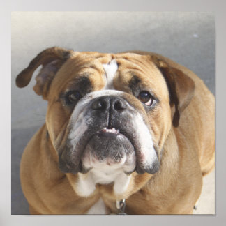 Póster Cara de bulldog - Bulldog inglés, marrón