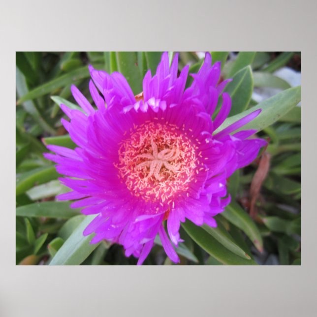 Póster Cara de cerdo (Frente)