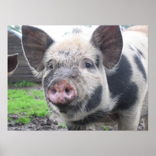 Póster Cara de cerdo