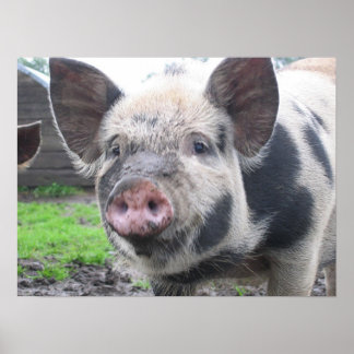 Póster Cara de cerdo