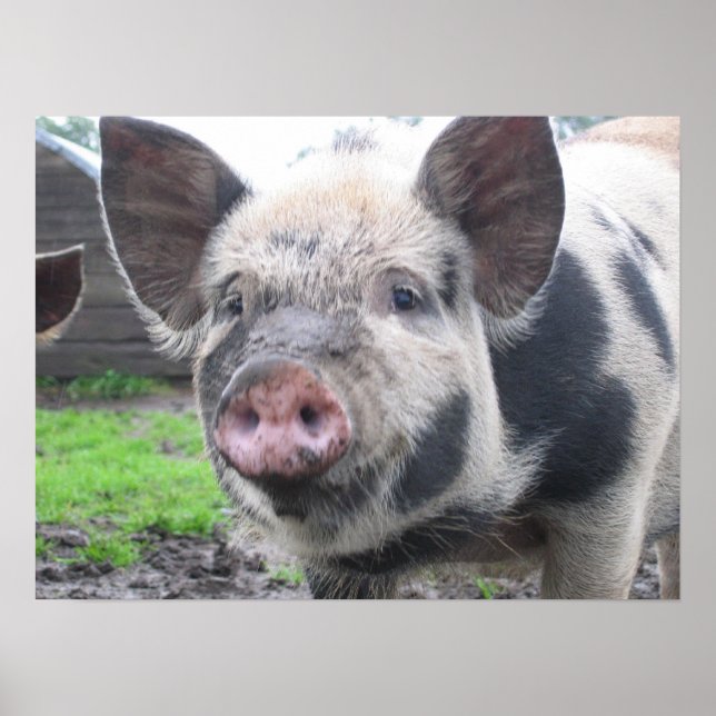 Póster Cara de cerdo (Frente)
