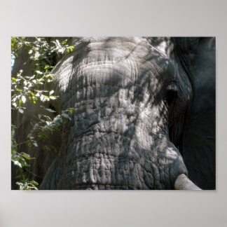 Póster Cara de elefante
